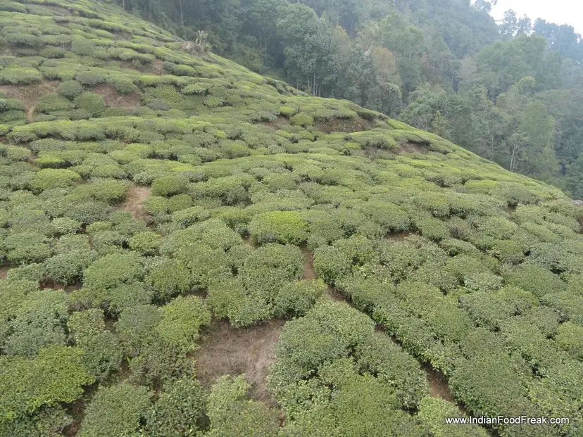 Travel and Eating out in Darjeeling