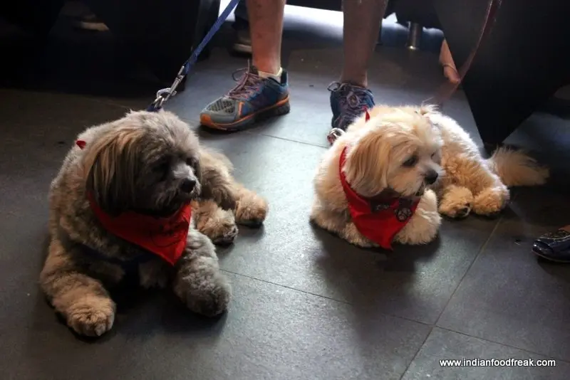Doggie treat at Tonic Mahalaxmi – Buddeez day out!